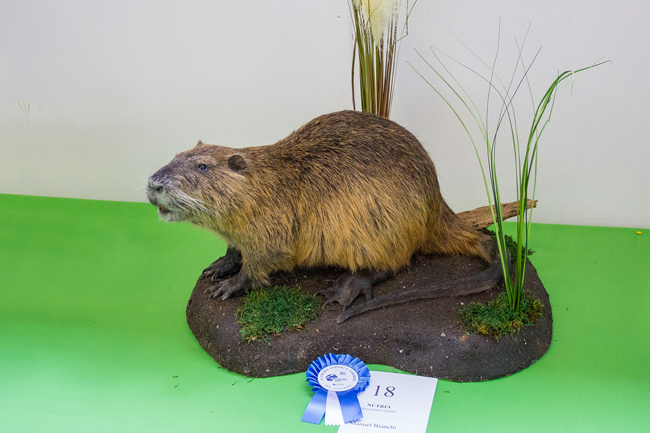 nutria